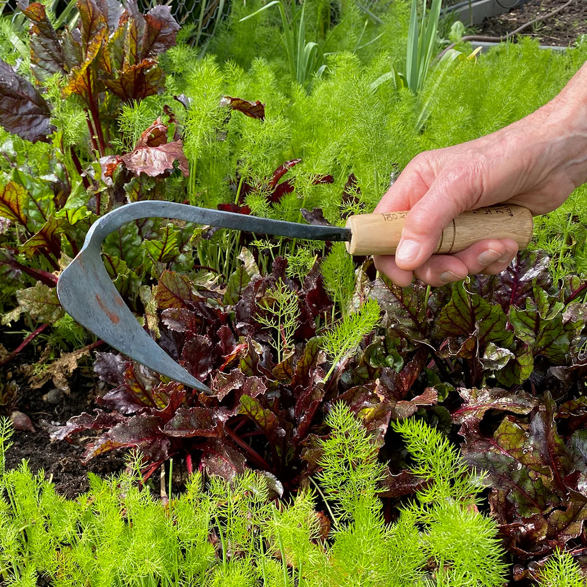 Gardening with Youngju Traditional Korean Homi