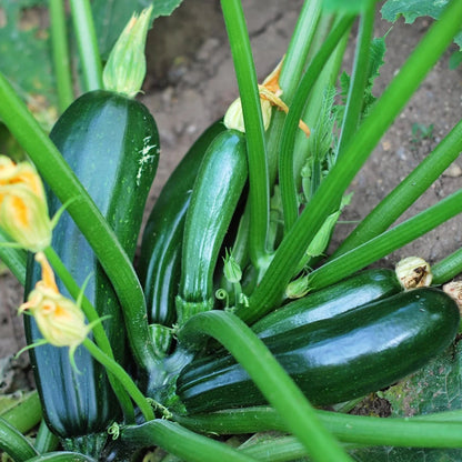 Zucchini Black Beauty