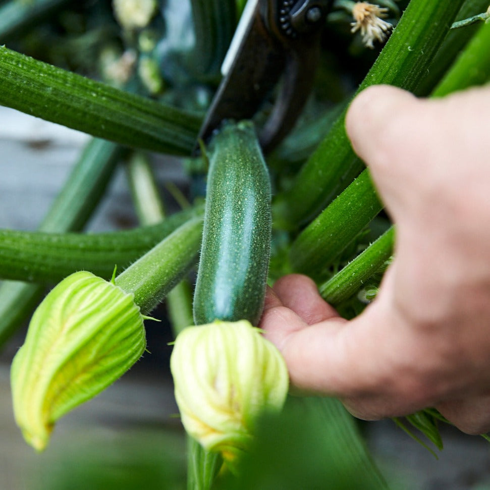 Grow Zucchini from Seeds