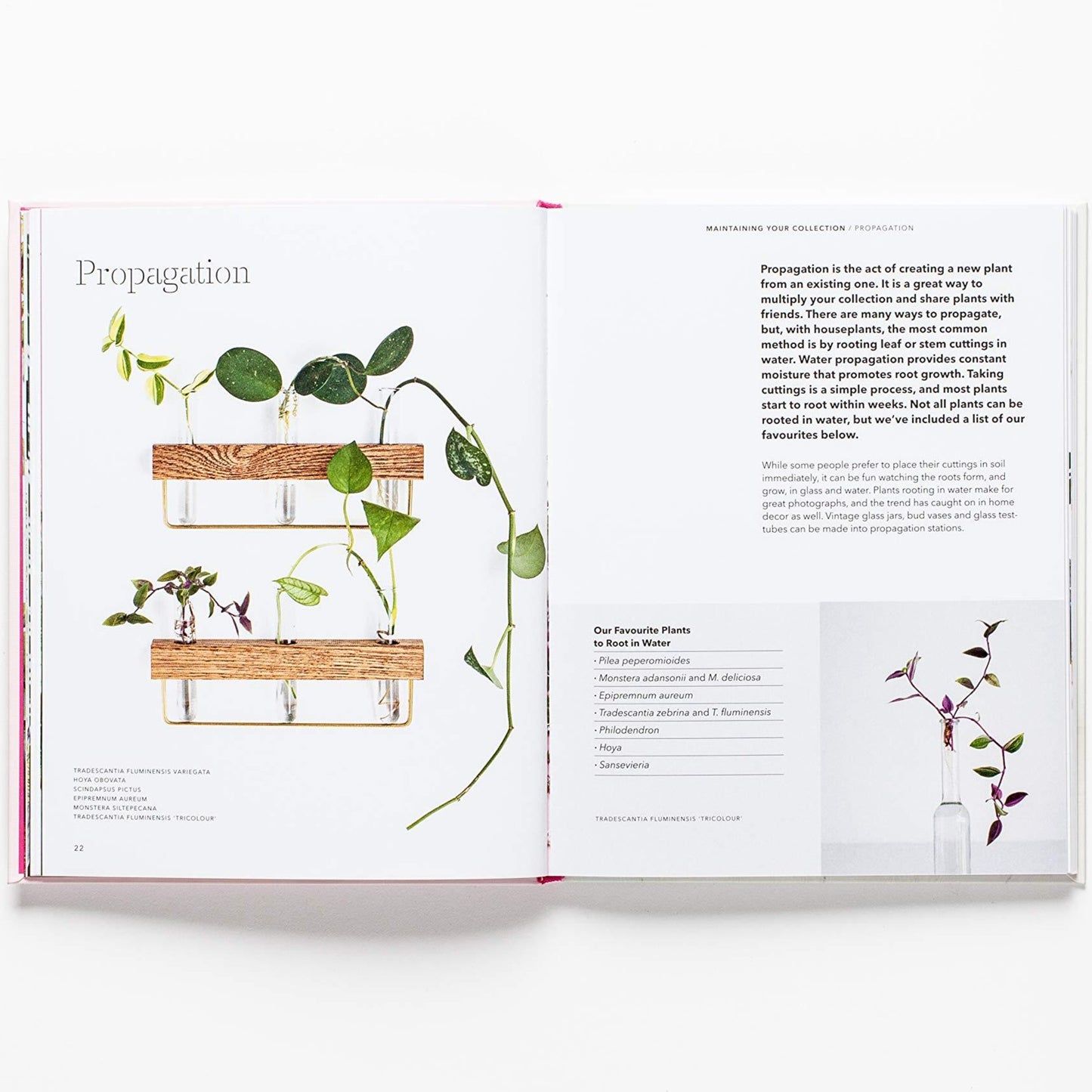 Propagation is the act of creating a new plant from an existing one.