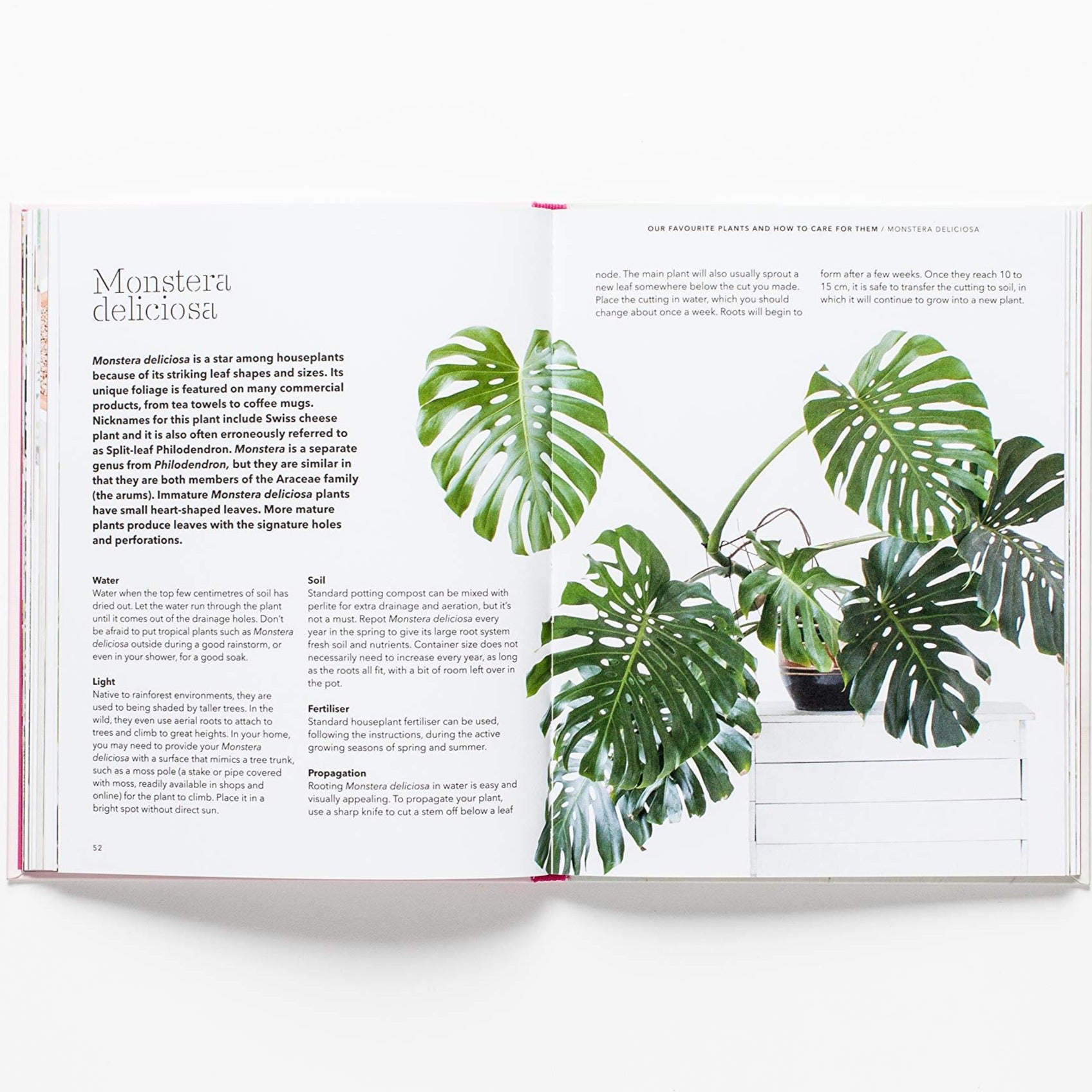 Monstera deliciosa is a star among houseplants because of its striking leaf shapes and sizes.