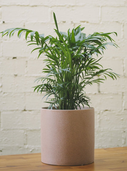 Indoor Plant Delivery Melbourne - Popular Gifts Under $100