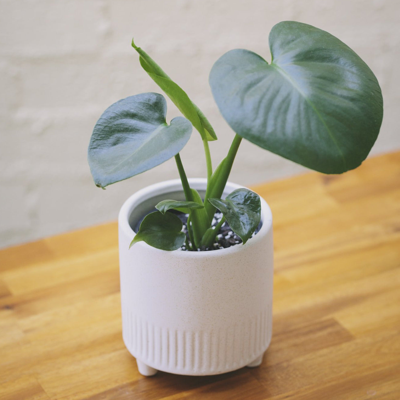 Indoor Plant Delivery Melbourne - Popular Gifts Under $50