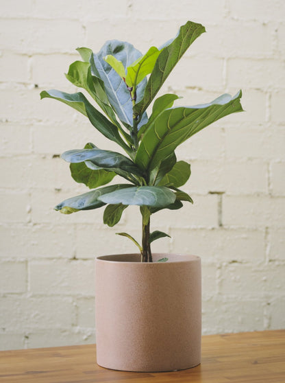 Indoor Plant Delivery Melbourne - Popular Gifts Under $100
