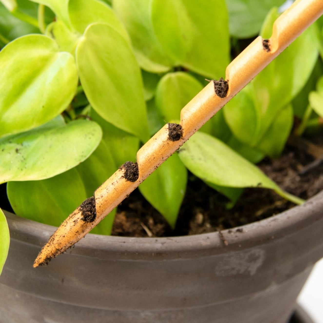 Wooden Soil Checker