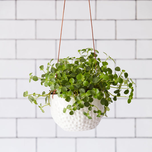 Dot Hanging Pot