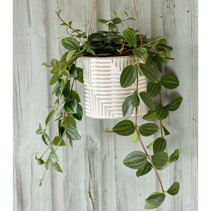 'Modena' Ceramic Hanging Pot with Trailing Plant