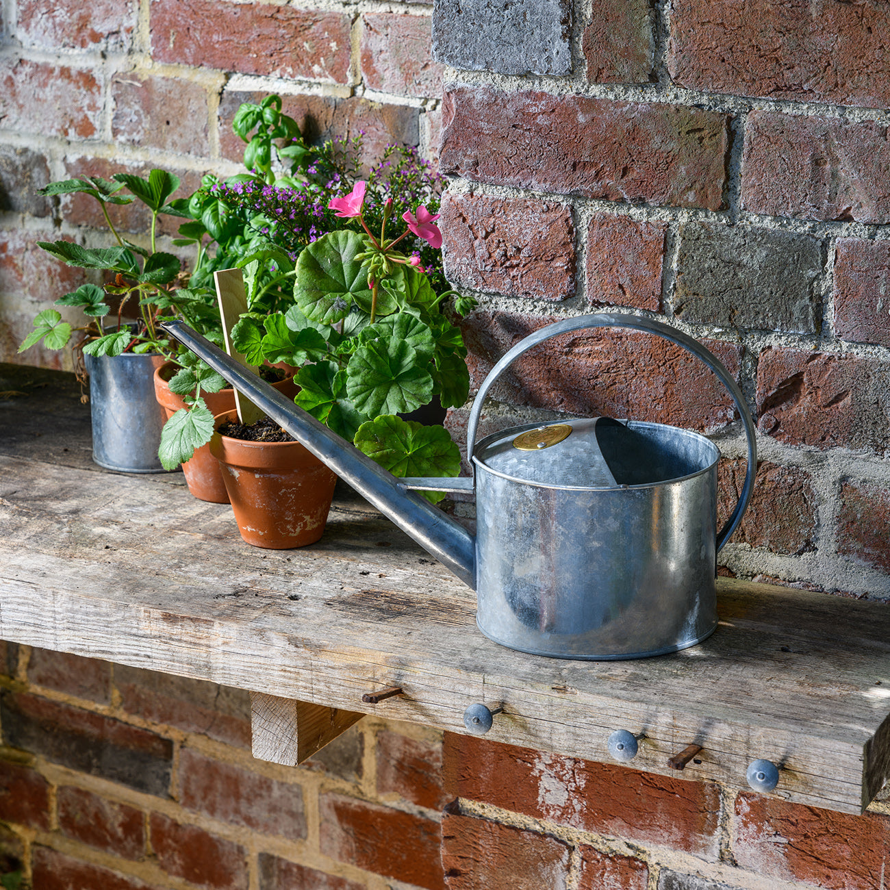 Galvanised Watering Can on Garden Shelf