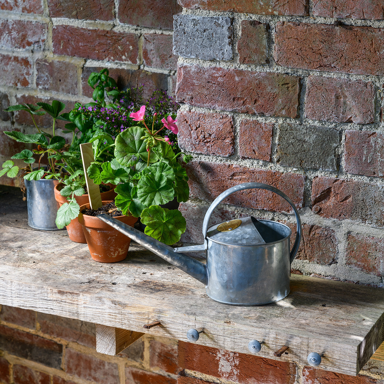 Galvanised Watering Can on Garden Shelf