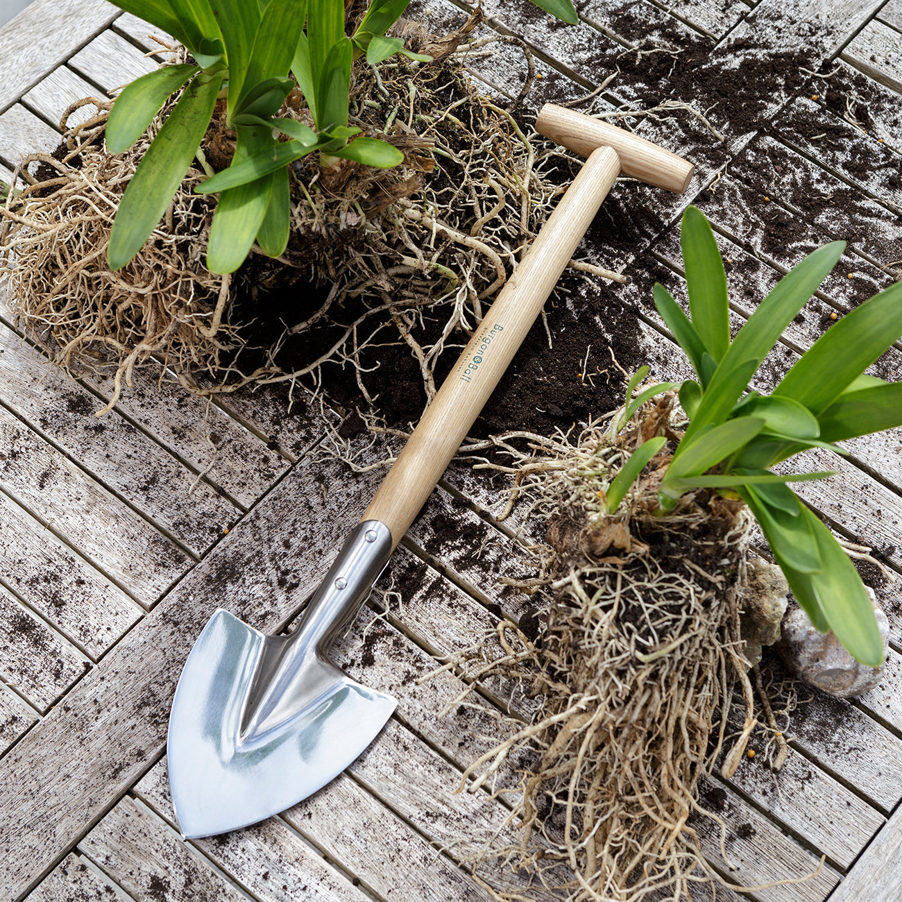 This mid-handled perennial spade is simply perfect for the task of splitting perennial plants.