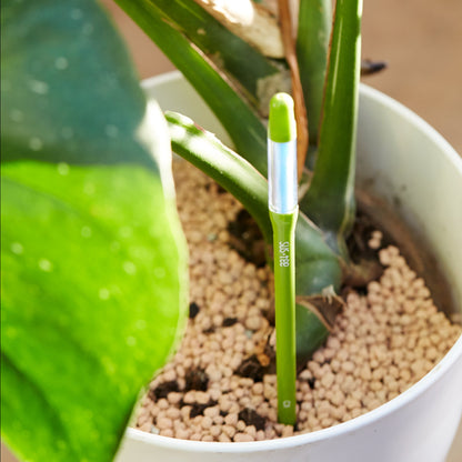Green Sustee in Plant Pot
