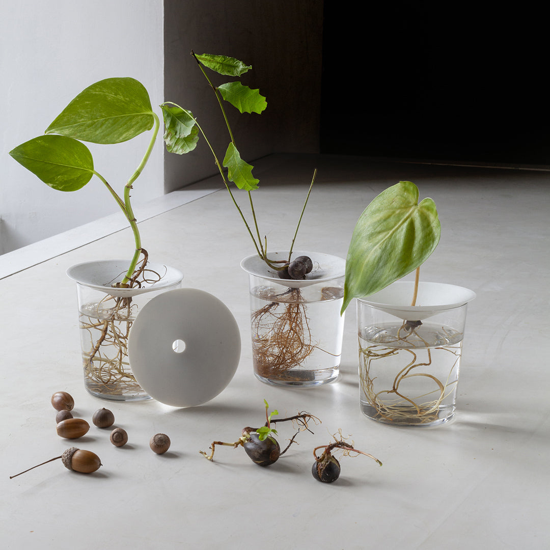 Porcelain Germination & Propagation Plate