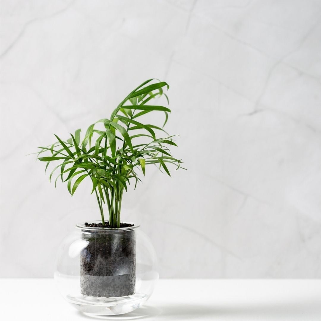 Parlour Palm in Cup O Flora Self-Watering Glass Pot