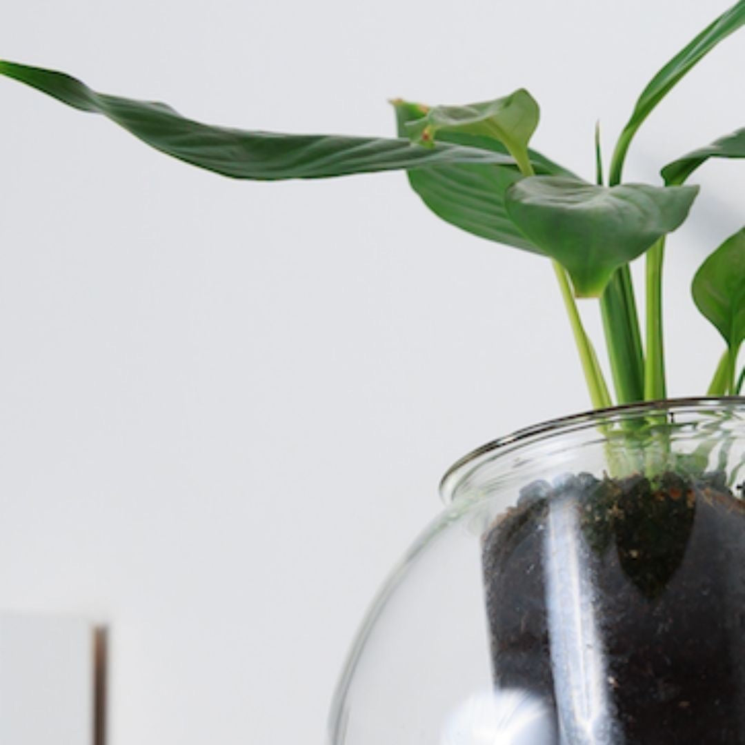 Cup O Flora Self-Watering Glass Pot Close Up