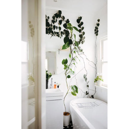 Indoor Green Book - Bathroom Plants