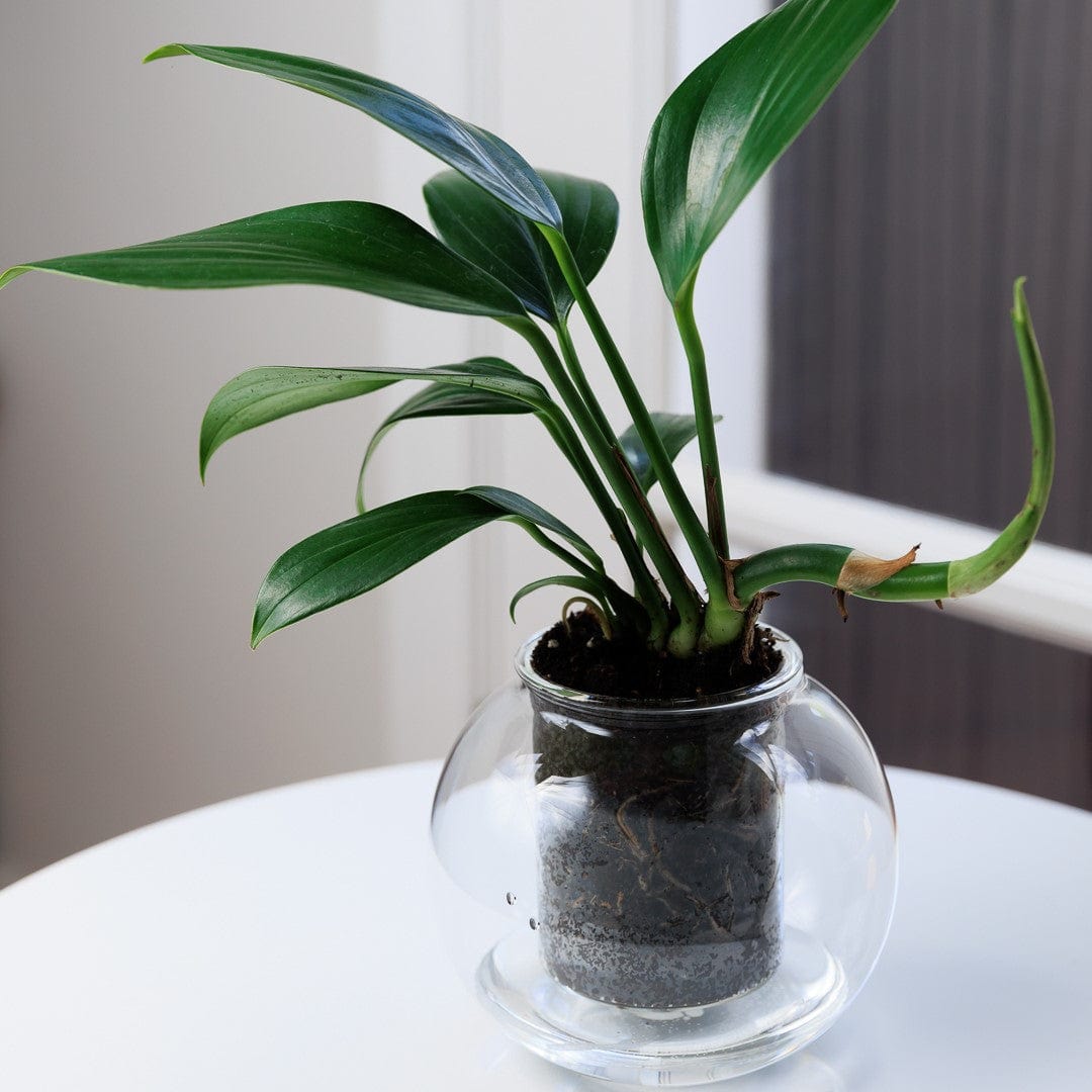 Tree Glass Pot Cup O Flora Medium Self-Watering Glass Plant Pot – Backyard Botanist