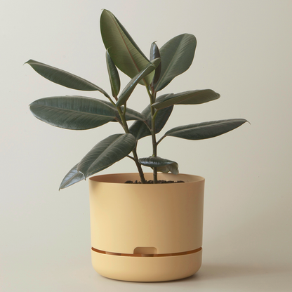 Mr Kitly Selfwatering Plant Pot, Bluff