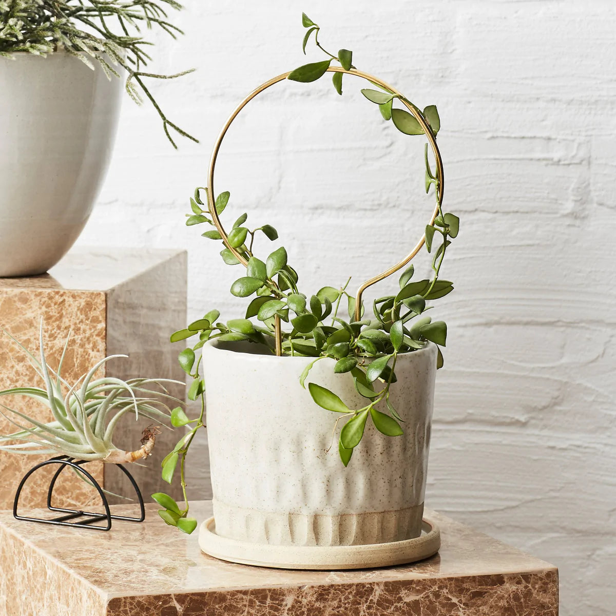 Ivy Muse Circle Brass Plant Stake in Pot