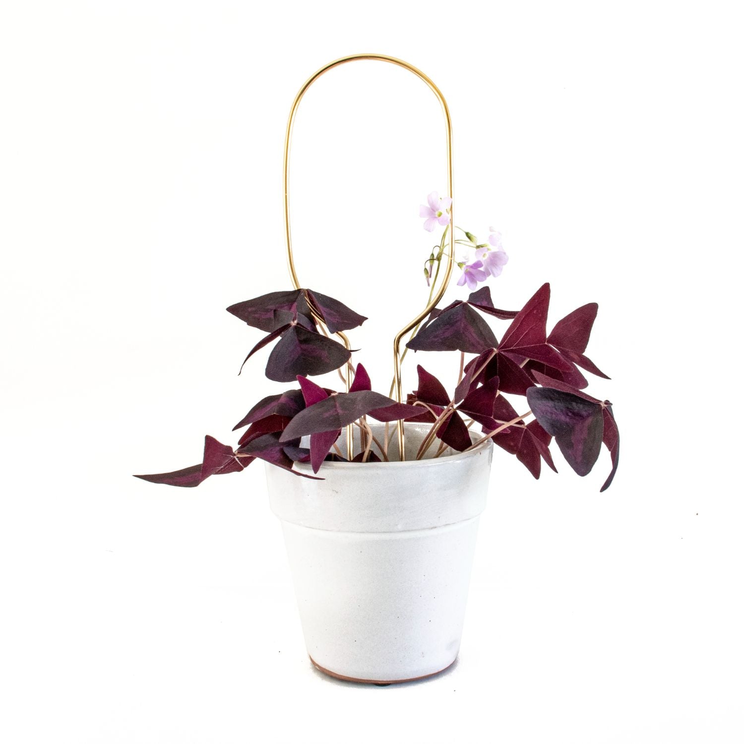 Botanopia 'Hoop' Plant Stake, Gold with Plant in Pot