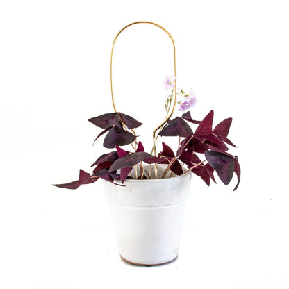 Botanopia 'Hoop' Plant Stake, Gold with Plant in Pot