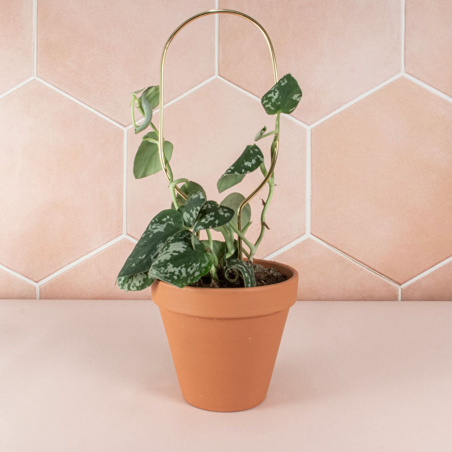 Botanopia 'Hoop' Plant Stake, Gold with Pothos