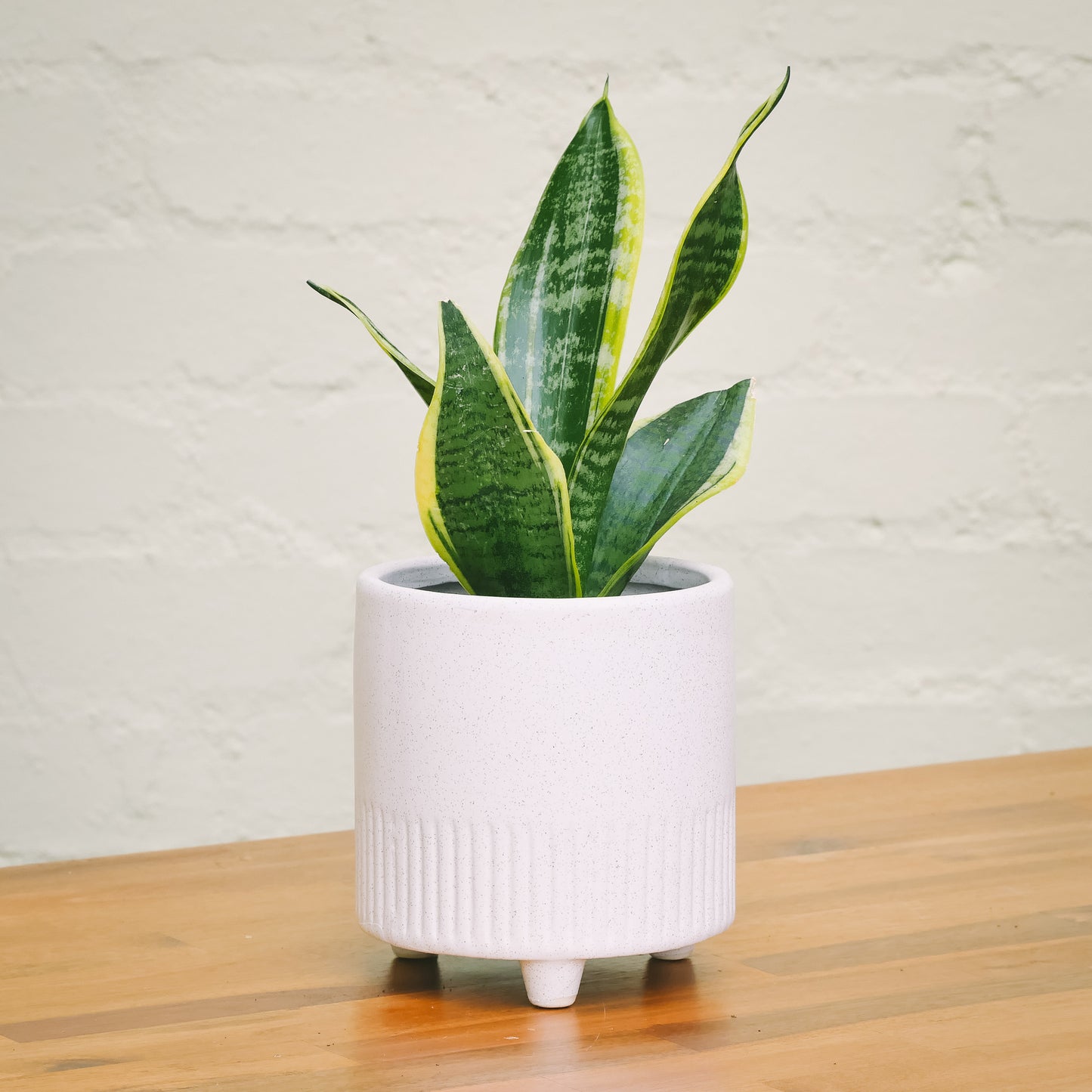Small Snake Plant